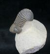 Reedops Trilobite - Great Preservation #20651-1